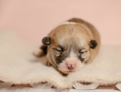 When Do Puppies See for the First Time? When Do Puppies See for the First Time?