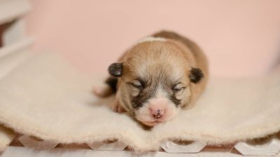 When Do Puppies See for the First Time?