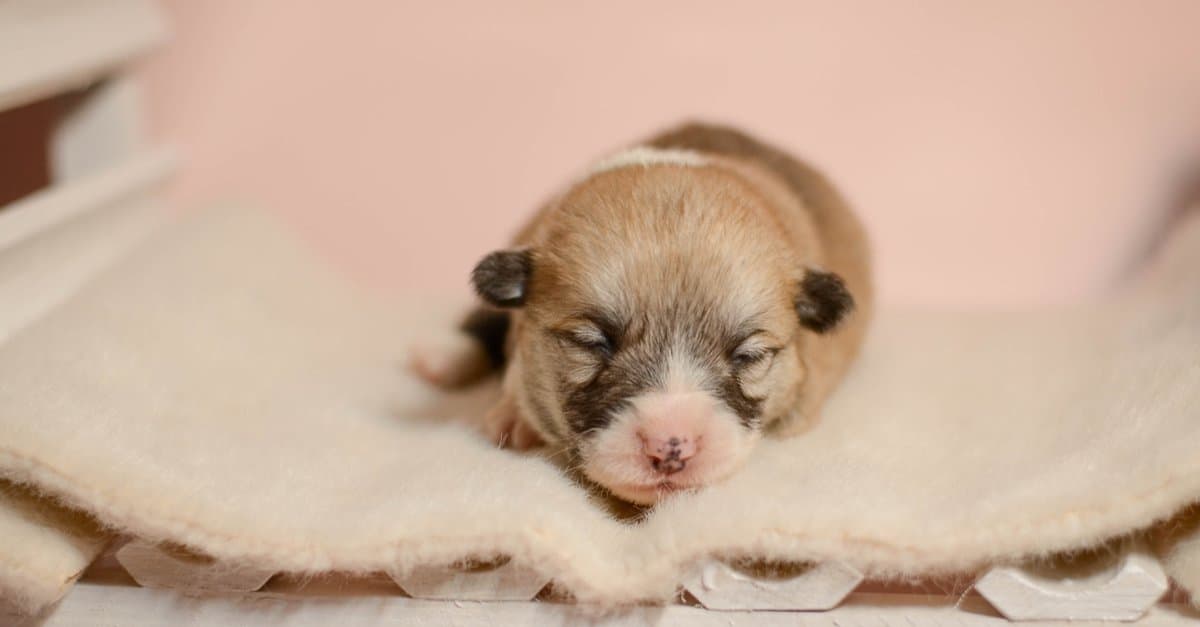 When Do Puppies See for the First Time?