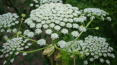How to Eliminate the Pacific Northwest’s Toxic Weed Safely