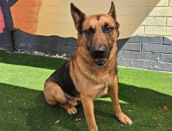Family Forced to Make Heartbreaking Decision to Leave Their German Shepherd Behind During Self-Deportation Family Forced to Make Heartbreaking Decision to Leave Their German Shepherd Behind During Self-Deportation