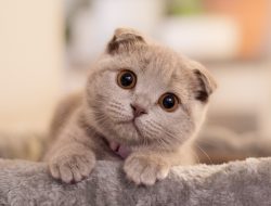 Scottish Fold Kitten Goes Viral as Dog-Cat Hybrid Wonder