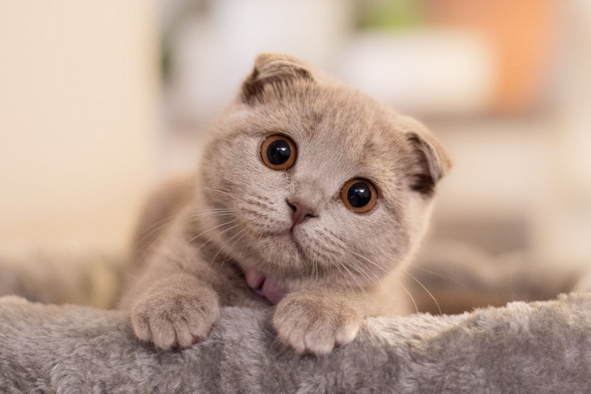 Scottish Fold Kitten Goes Viral as Dog-Cat Hybrid Wonder