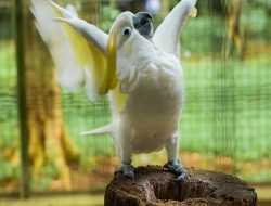 Cockatoo’s Grammy-Worthy Song After Adoption Cockatoo’s Grammy-Worthy Song After Adoption