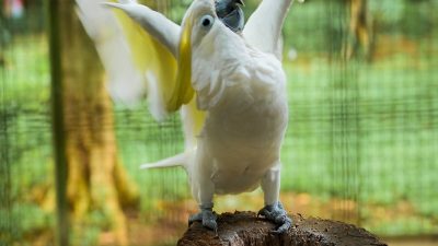 Cockatoo’s Grammy-Worthy Song After Adoption
