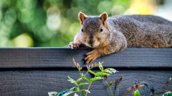 The Fertilizer Luring Squirrels Into Your Yard