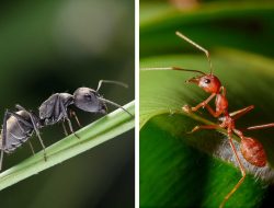 Red Ants vs. Fire Ants: Key Differences Explained