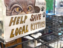 Mew Tew’s Refuge: Funding Medical Equipment and Beyond