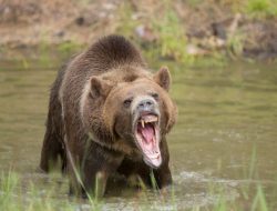 Authorities face tough call after alarming grizzly bear behavior: ‘For human safety’