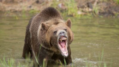 Authorities face tough call after alarming grizzly bear behavior: ‘For human safety’