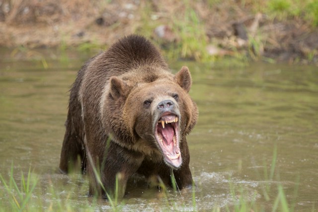 Authorities face tough call after alarming grizzly bear behavior: ‘For human safety’