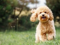 Virginia’s Pet Laws Explained Virginia’s Pet Laws Explained