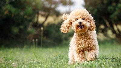 Virginia’s Pet Laws Explained