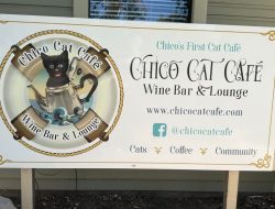 Chico Cat Cafe Boosts Kitten Adoptions with Weekly Rescue Fairs Chico Cat Cafe Boosts Kitten Adoptions with Weekly Rescue Fairs
