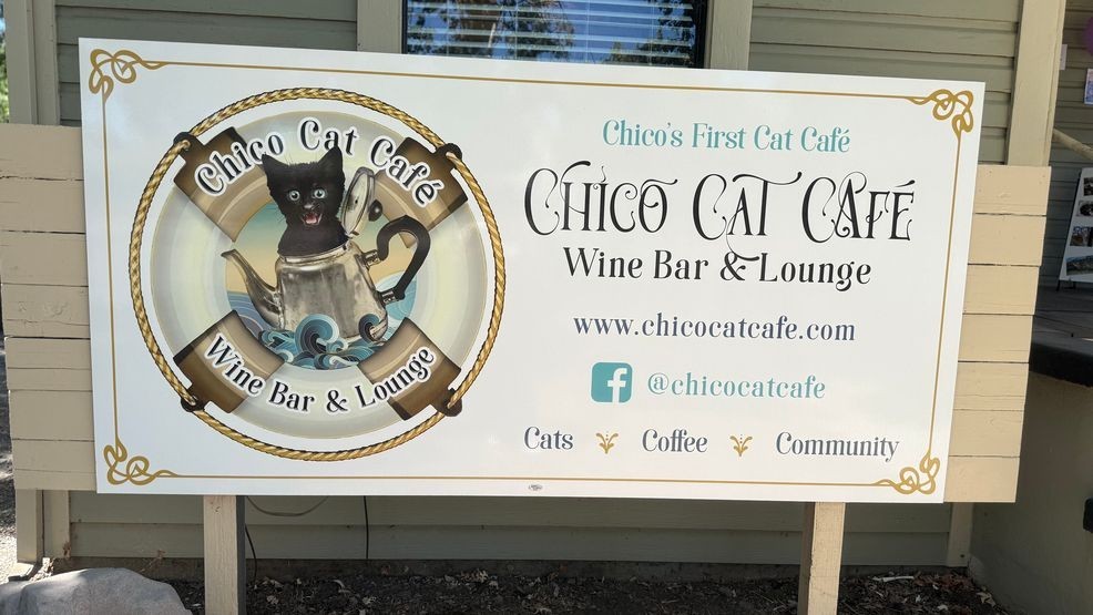 Chico Cat Cafe Boosts Kitten Adoptions with Weekly Rescue Fairs