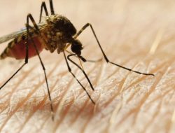 Ga. Cases Up, Experts Watch for West Nile in CSRA