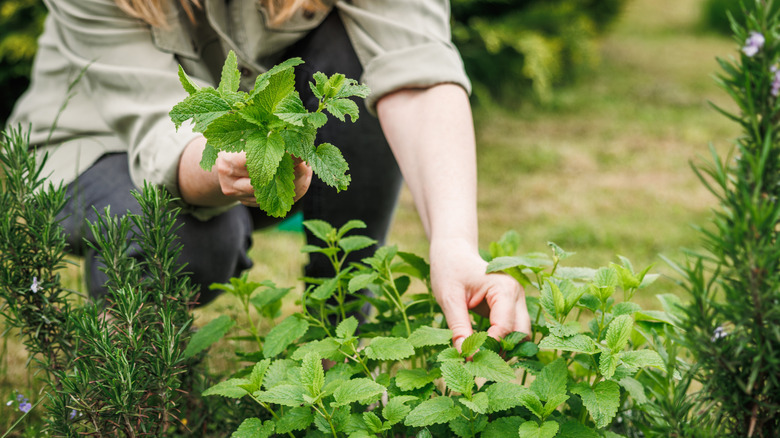 Can You Grow Mint in the Ground? Essential Facts to Consider