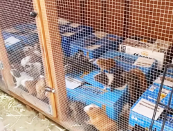 400 Guinea Pigs Found in LA Hoarder’s Home, Animal Charity Reports
