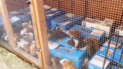 400 Guinea Pigs Found in LA Hoarder’s Home, Animal Charity Reports