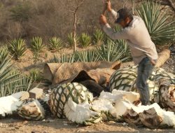 Mezcal Steps into the Spotlight as Mexican Production Rises