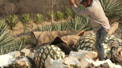 Mezcal Steps into the Spotlight as Mexican Production Rises