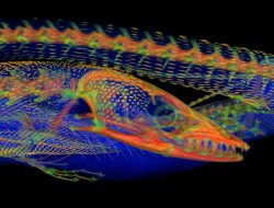 Scientists reveal hidden bone structures in Australian lizard skin