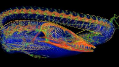 Scientists reveal hidden bone structures in Australian lizard skin