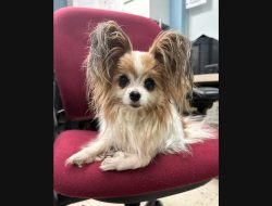 Dog Spotted Wandering in Wallingford: Animal Control Involved