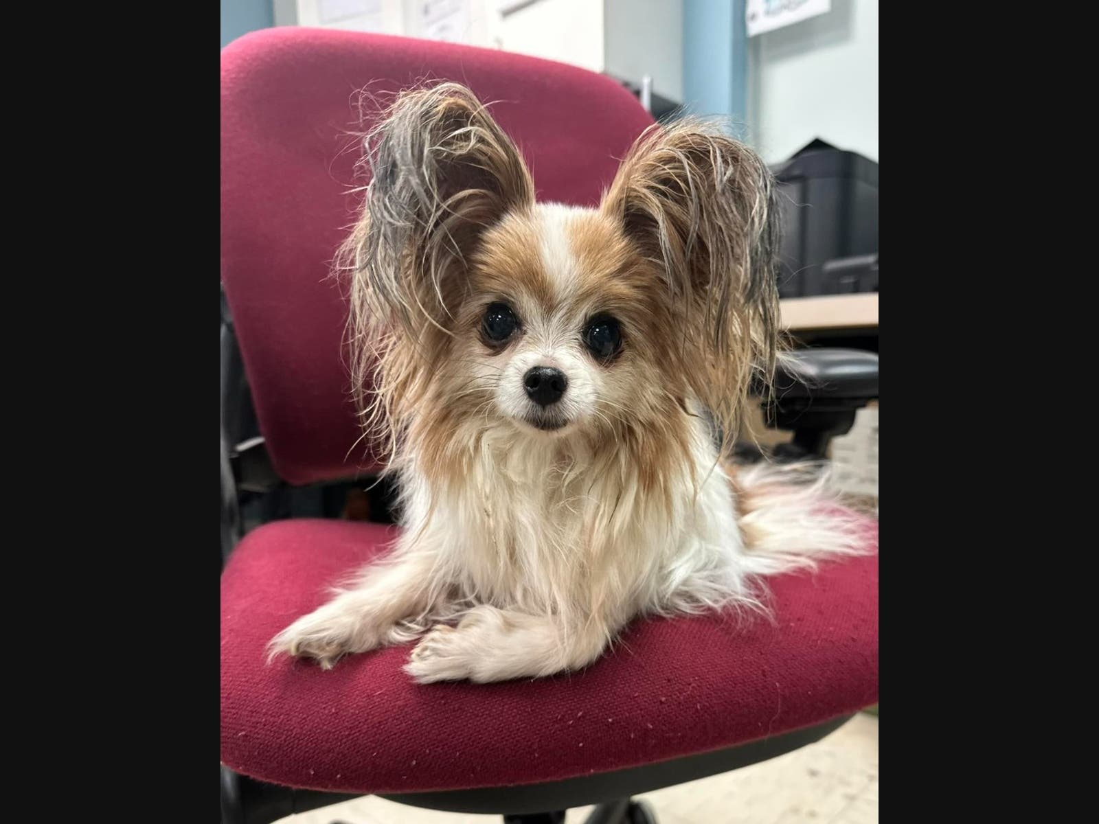 Dog Spotted Wandering in Wallingford: Animal Control Involved