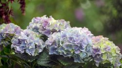 Why Your Hydrangea Is Fading: Key Reasons Explained