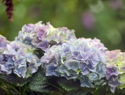 Why Your Hydrangea Is Fading: Key Reasons Explained Why Your Hydrangea Is Fading: Key Reasons Explained