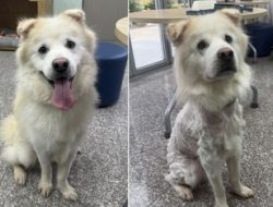 Dog Returns to Shelter After 7-Hour At-Home Grooming Fiasco