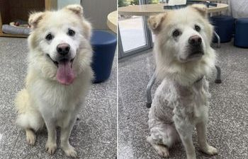 Dog Returns to Shelter After 7-Hour At-Home Grooming Fiasco