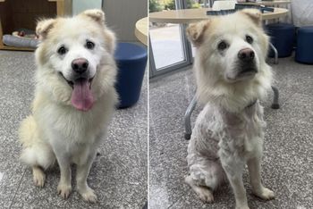 Dog Returns to Shelter After 7-Hour At-Home Grooming Fiasco