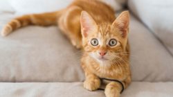 Orange Cat Names for Your Little House Tiger