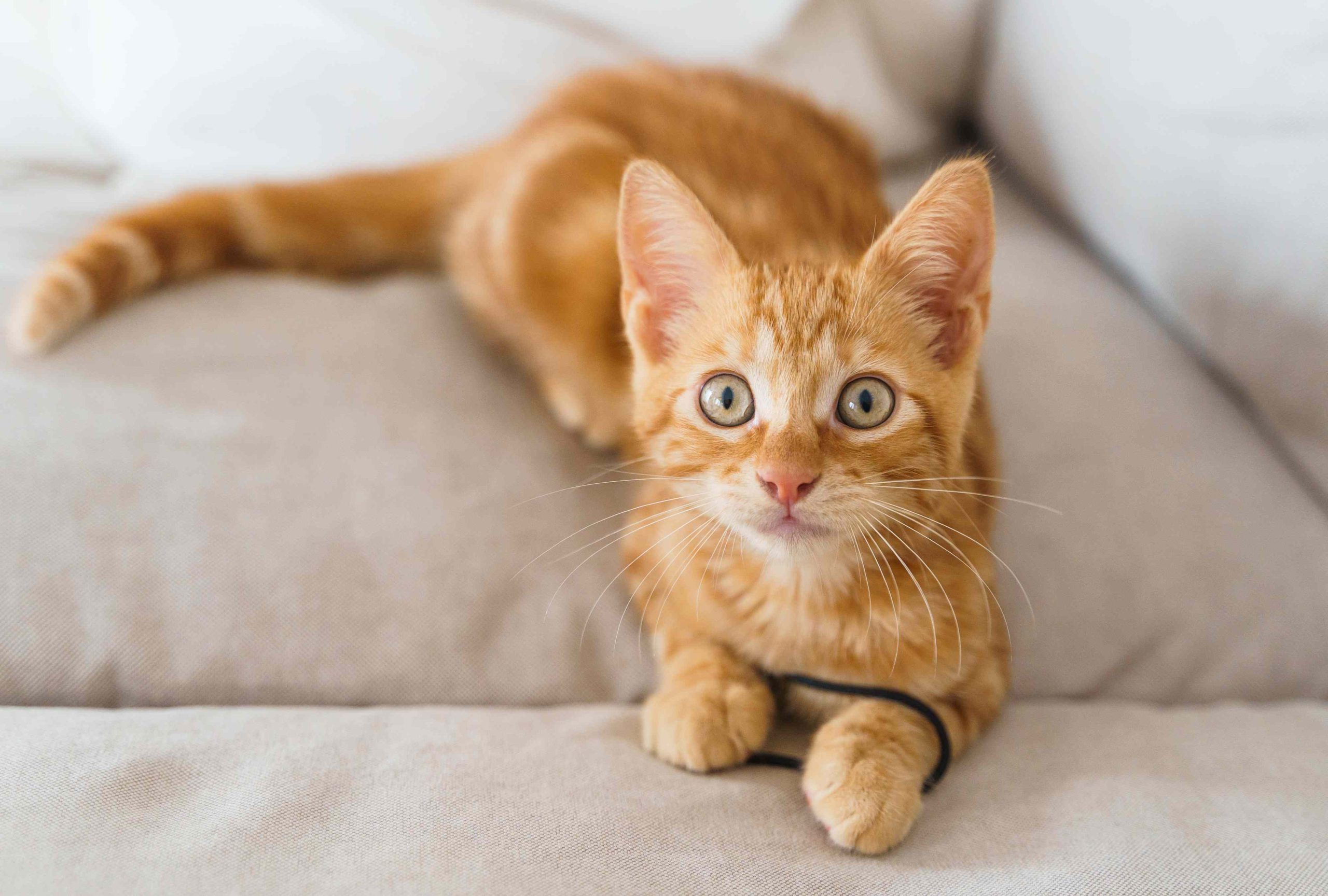 Orange Cat Names for Your Little House Tiger