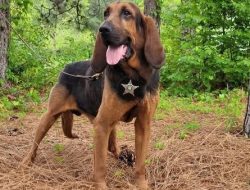 Sheriff’s Office mourns K9 ‘Judge’ loss Sheriff’s Office mourns K9 ‘Judge’ loss