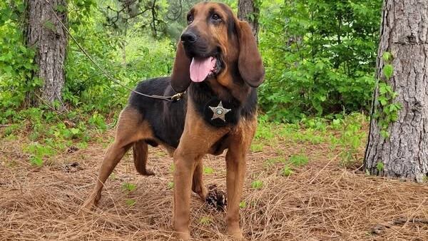 Sheriff’s Office mourns K9 ‘Judge’ loss