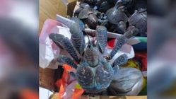 Gagalkan Penyelundupan 50 Ketam Kenari di Talaud, Barantin Sulut Tegaskan Perang Lawan Perdagangan Satwa Ilegal! Gagalkan Penyelundupan 50 Ketam Kenari di Talaud, Barantin Sulut Tegaskan Perang Lawan Perdagangan Satwa Ilegal!