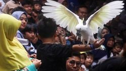 Wali Kota Bandung Tidak Ingin Terlibat dalam Konflik Bandung Zoo, Minta Pengelola Segera Selesaikan Masalah Internal Wali Kota Bandung Tidak Ingin Terlibat dalam Konflik Bandung Zoo, Minta Pengelola Segera Selesaikan Masalah Internal