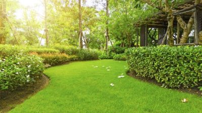 5 Jenis Rumput Hias, Beberapa Tak Perlu Dipangkas Sering