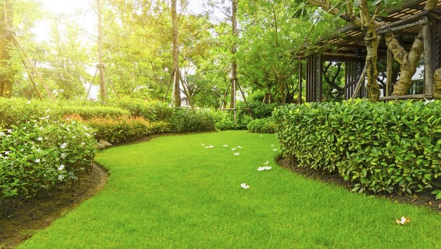 5 Jenis Rumput Hias, Beberapa Tak Perlu Dipangkas Sering