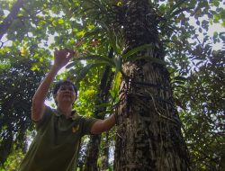 Menelusuri Budidaya Anggrek di Padang dari Sabang hingga Merauke Menelusuri Budidaya Anggrek di Padang dari Sabang hingga Merauke