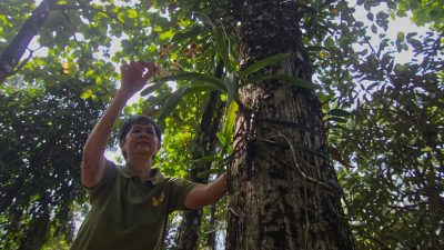 Menelusuri Budidaya Anggrek di Padang dari Sabang hingga Merauke