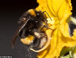 Bees Lose Their Buzz: Warm Weather Alters Wing Vibration Patterns, Study Reveals