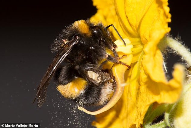 Bees Lose Their Buzz: Warm Weather Alters Wing Vibration Patterns, Study Reveals