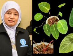 Guru Besar IPB Jadi Nama Spesies Tanaman Hias Baru Guru Besar IPB Jadi Nama Spesies Tanaman Hias Baru