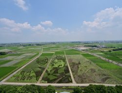 East Japan City Launches Rooftop Tours to Explore Anime-Themed Rice Paddy Art
