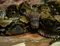 Man Swallowed by 8.5-Meter Python While Tending Chickens Man Swallowed by 8.5-Meter Python While Tending Chickens