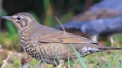 Anis Siberia, Burung Migran yang Setia ke Hutan Indonesia
